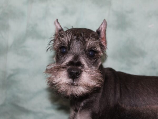 Miniature Schnauzer DOG Male SALT PEPPER 8404 Petland Dalton, Georgia