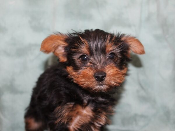 Yorkshire Terrier DOG Male Black Tan 8407 Petland Dalton, Georgia