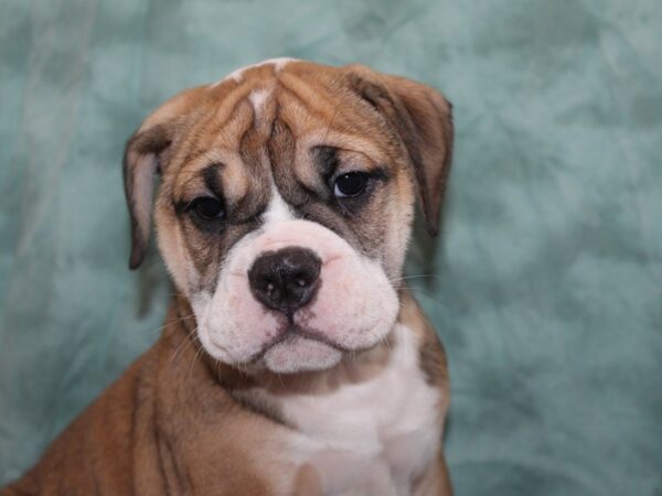 Old English Bulldog-DOG-Male-FAWN WHITE-8406-Petland Dalton, Georgia