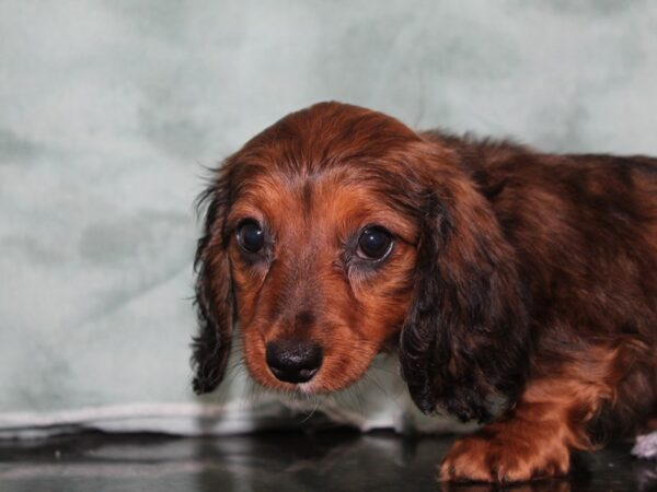 Dachshund DOG Female RED 8403 Petland Dalton, Georgia