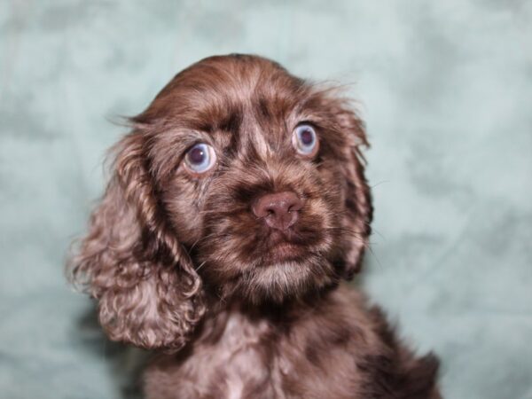 Cocker Spaniel DOG Male choc. merle 8401 Petland Dalton, Georgia