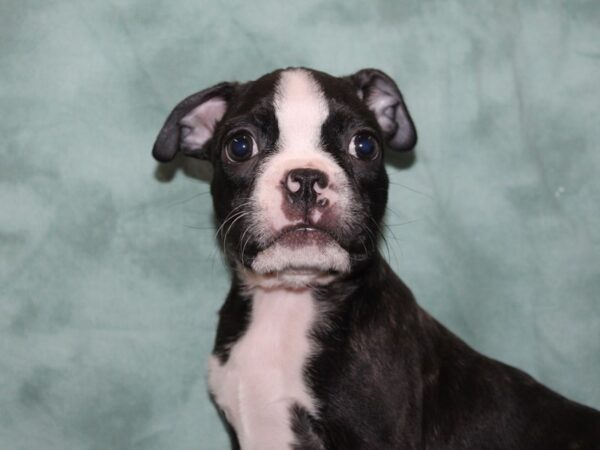 Boston Terrier DOG Male brindle white 8408 Petland Dalton, Georgia