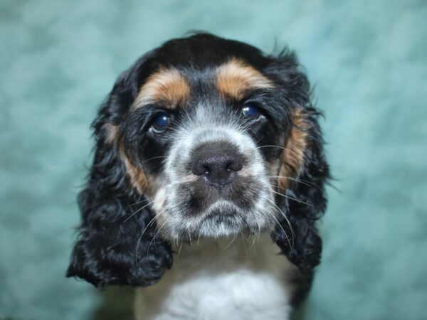 Cocker Spaniel DOG Male Black / White 18848 Petland Dalton, Georgia