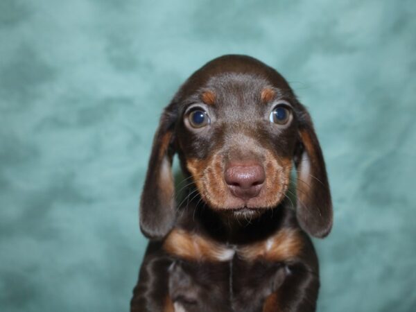 Dachshund DOG Male Chocolate / Tan 18849 Petland Dalton, Georgia