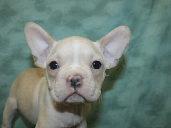 French Bulldog DOG Male Cream 18850 Petland Dalton, Georgia