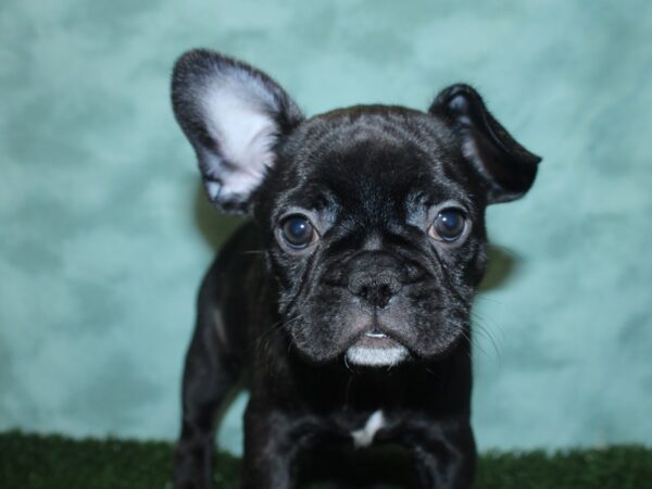 French Bulldog DOG Female Black Brindle 18851 Petland Dalton, Georgia