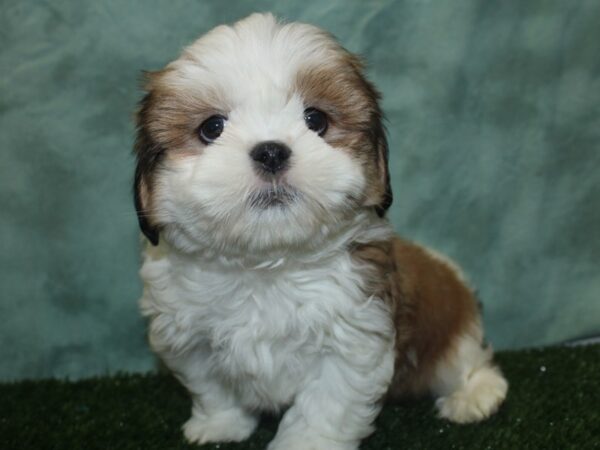 Lhasa Apso DOG Male Red / White 18852 Petland Dalton, Georgia