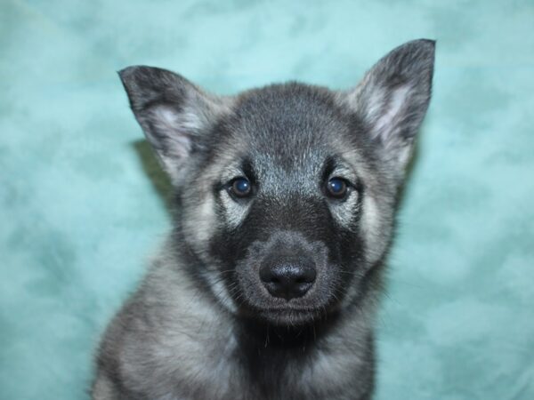 Norwegian Elkhound DOG Male Silver Gray / Black 18853 Petland Dalton, Georgia