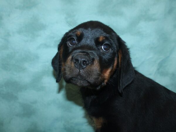 Rottweiler DOG Female Black / Tan 18854 Petland Dalton, Georgia