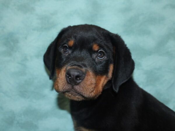 Rottweiler DOG Male Black / Tan 18855 Petland Dalton, Georgia