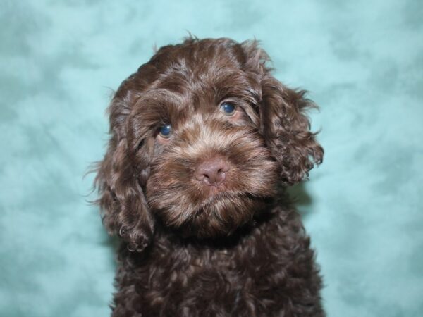 Cock A Poo-DOG-Male-Chocolate-18856-Petland Dalton, Georgia