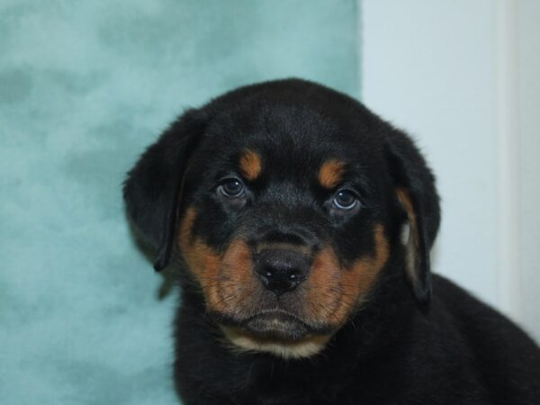 Rottweiler DOG Male Black Tan 8415 Petland Dalton, Georgia