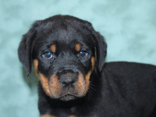 Rottweiler DOG Male Black and Tan 18866 Petland Dalton, Georgia