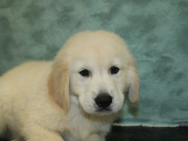 Golden Retriever DOG Male Golden 18865 Petland Dalton, Georgia