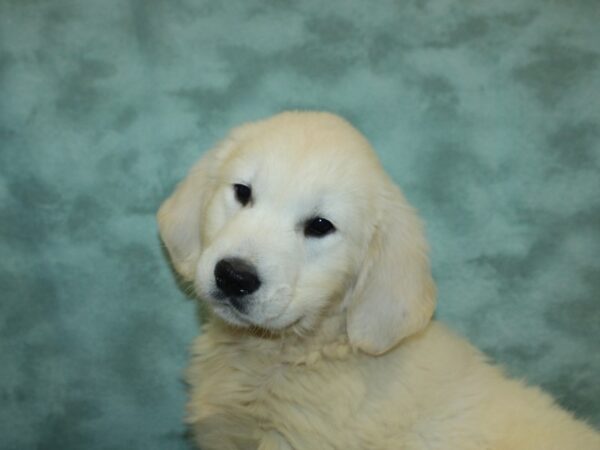 Golden Retriever DOG Male Light Golden 18864 Petland Dalton, Georgia