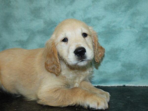 Golden Retriever DOG Female Golden 8412 Petland Dalton, Georgia