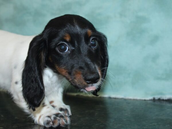 Dachshund DOG Female BLK WHT 18873 Petland Dalton, Georgia