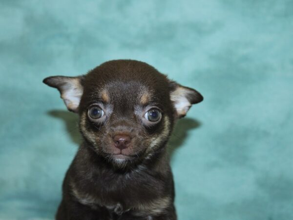 Chihuahua DOG Female choc tan 18869 Petland Dalton, Georgia