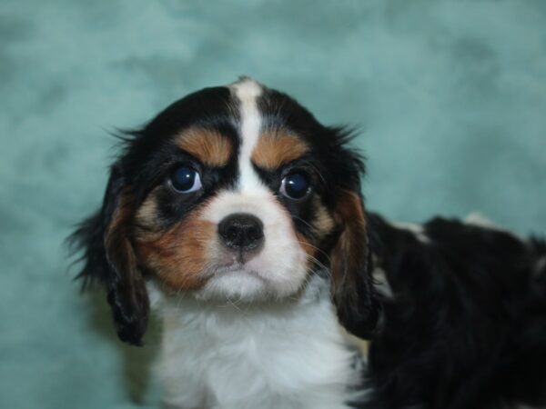 Cavalier King Charles Spaniel DOG Female TRI 8418 Petland Dalton, Georgia