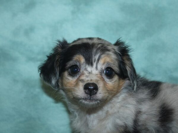 Chiweenie (Dachshund/Chihuahua) DOG Female DAPPLE 8421 Petland Dalton, Georgia