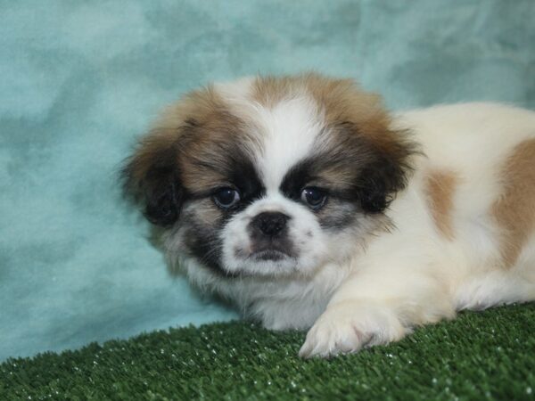 Pekingese DOG Male Fawn 18858 Petland Dalton, Georgia