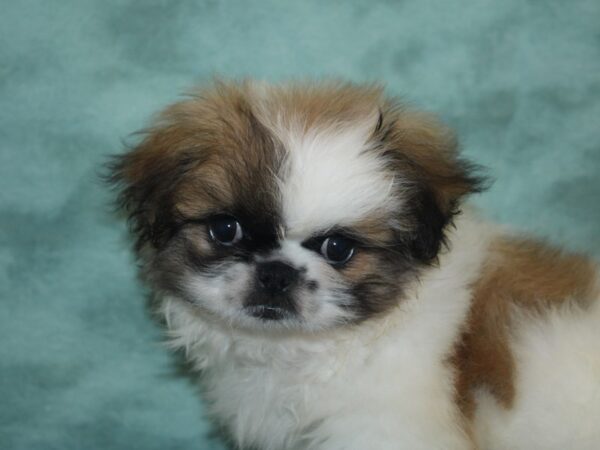 Pekingese DOG Male Fawn 18859 Petland Dalton, Georgia