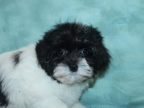 Coton De Tulear-DOG-Female-Black-18862-Petland Dalton, Georgia