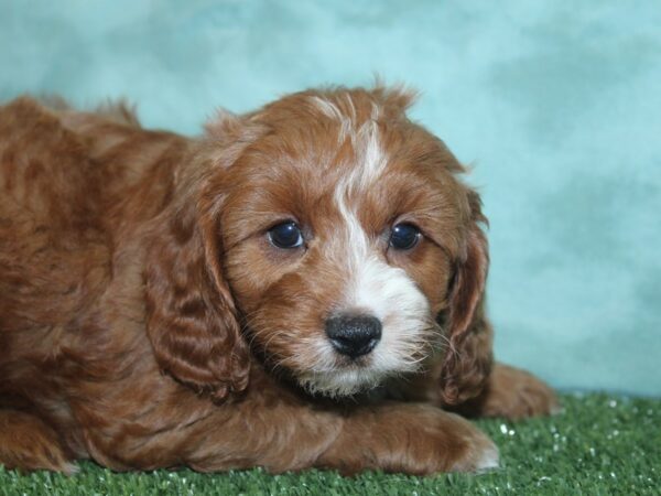 Cava Poo DOG Male RED WHITE 18867 Petland Dalton, Georgia