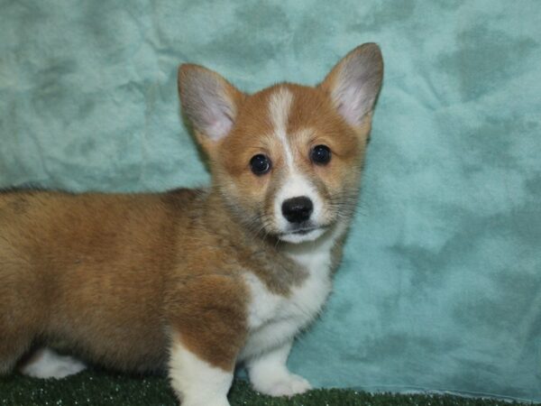 Pembroke Welsh Corg. DOG Female red white 18871 Petland Dalton, Georgia