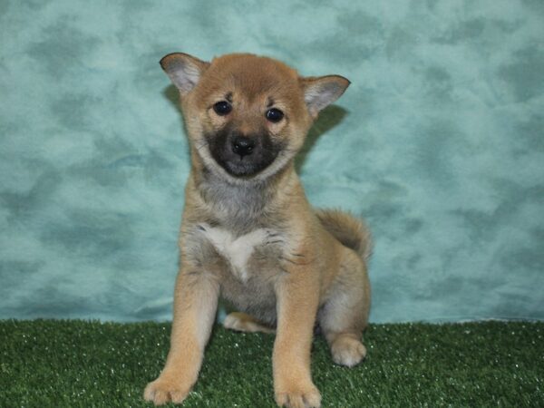 Shiba Inu DOG Female RED 18870 Petland Dalton, Georgia