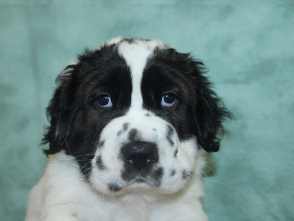 Mini Hippo-DOG-Male-BLK WHITE-18868-Petland Dalton, Georgia