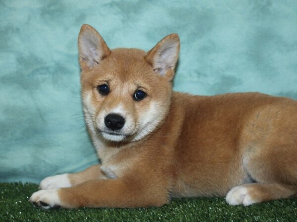 Shiba Inu DOG Male Red 18861 Petland Dalton, Georgia