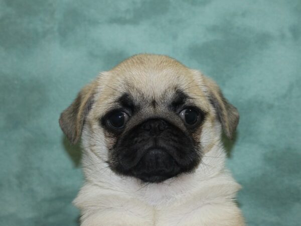 Pug DOG Female Fawn 18860 Petland Dalton, Georgia