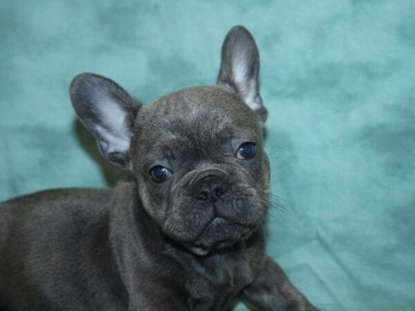 French Bulldog DOG Male Blue 18857 Petland Dalton, Georgia