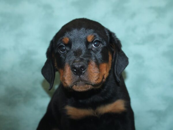 Rottweiler DOG Female Black / Tan 8410 Petland Dalton, Georgia