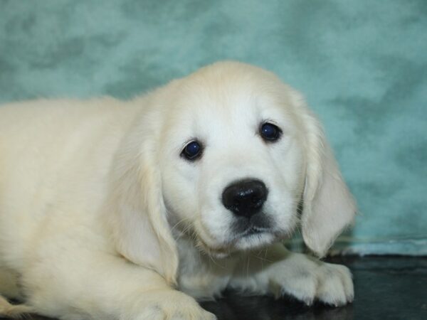 Golden Retriever DOG Female Light Golden 18863 Petland Dalton, Georgia