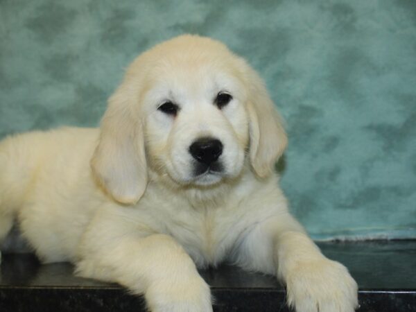 Golden Retriever DOG Male Light Golden 8413 Petland Dalton, Georgia