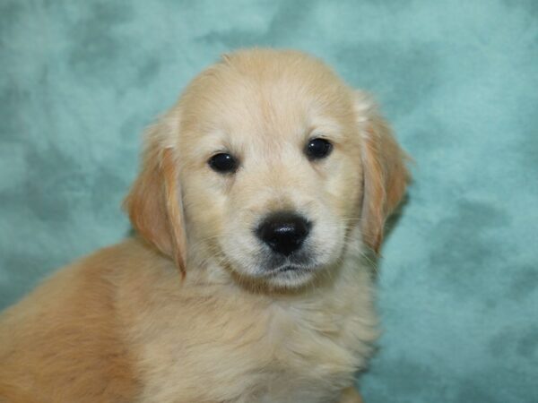 Golden Retriever DOG Male Golden 8416 Petland Dalton, Georgia