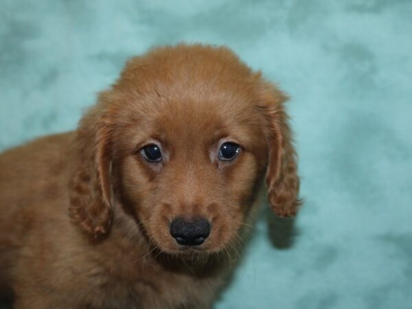 Mini Goldendoodle DOG Male Golden 8414 Petland Dalton, Georgia