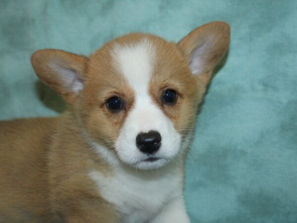 Pembroke Welsh Corg.-DOG-Male-red white-8422-Petland Dalton, Georgia