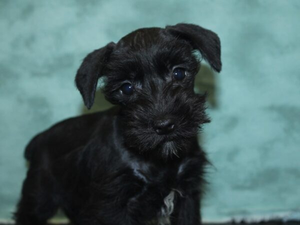 Miniature Schnauzer DOG Male black 8419 Petland Dalton, Georgia