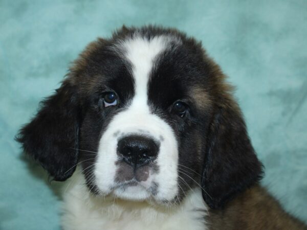 Saint Bernard DOG Female Brown / White 18876 Petland Dalton, Georgia