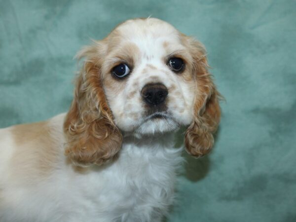 Cocker Spaniel DOG Female Buff / White 18875 Petland Dalton, Georgia