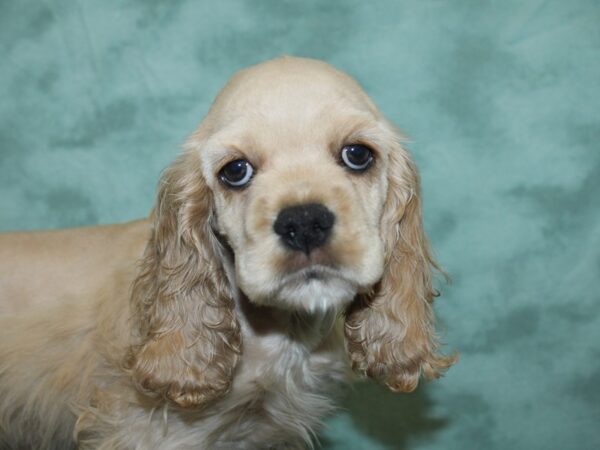 Cocker Spaniel DOG Male Cream 18880 Petland Dalton, Georgia