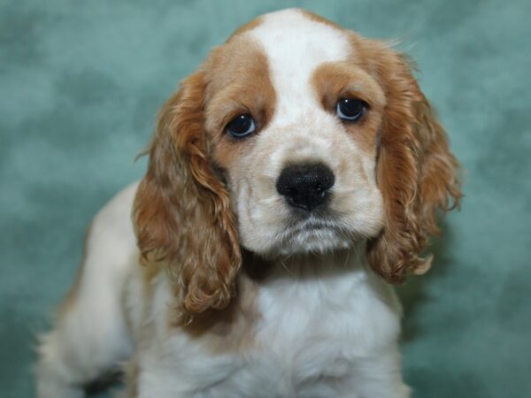 Cocker Spaniel DOG Female Buff and White 18879 Petland Dalton, Georgia