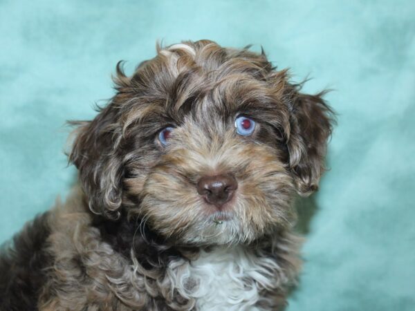 Cockapoo DOG Male Chocolate Roan 18878 Petland Dalton, Georgia