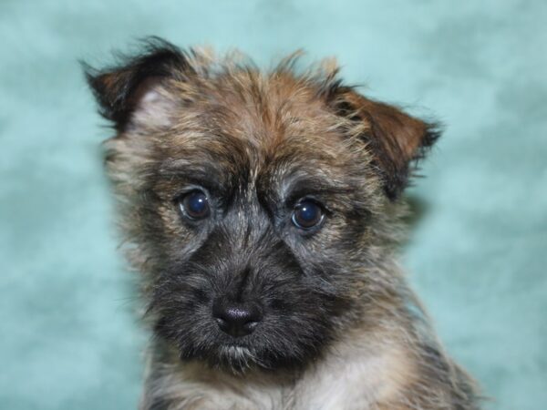 Cairn Terrier-DOG-Male-Wheaten-18874-Petland Dalton, Georgia