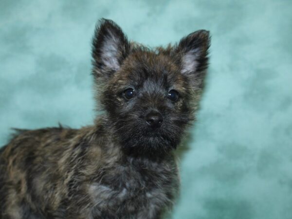 Cairn Terrier DOG Female Wheaten 8423 Petland Dalton, Georgia