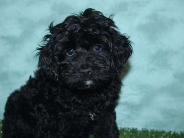 Cockapoo-DOG-Female-Black-8429-Petland Dalton, Georgia