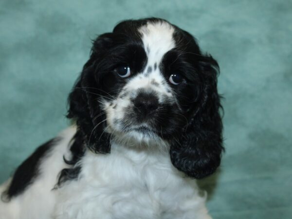 Cocker Spaniel DOG Female Black / White 8425 Petland Dalton, Georgia